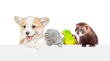 Group of different pets look over empty white banner. isolated on white background. Empty space for text