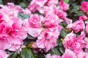 Pink Magenta Azalea Flower in Garden in Side View. Natural Azalea Flower or Azalea bouquet with green leaves background