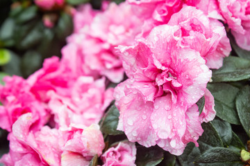 Pink Magenta Azalea Flower in Garden on Right Frame. Natural Azalea Flower or Azalea bouquet with green leaves background