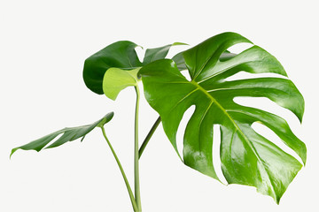 Monstera delicosa plant leaf on a white background mockup - obrazy, fototapety, plakaty