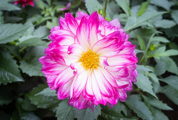 Obraz premium Purple or Violet Dahlia Flower in Garden on Center Frame in Zoom View. Natural Dahlia Flower or Dahlia bouquet with green leaves background