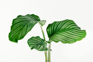 Calathea Orbifolia leaves isolated on background - Powered by Adobe