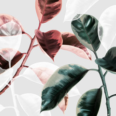 Transparent effect on an Indian rubber plant