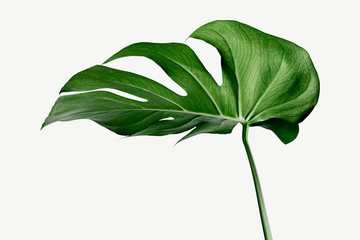 Fototapeta na wymiar Monstera delicosa plant leaf on a white background