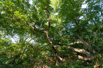 占春園（文京区大塚3丁目）