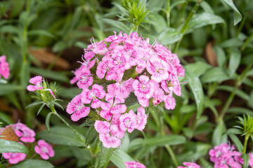 Dianthus flower and Green Leaves in Garden in Zoom View. Natural Dianthus Flower or Dianthus bouquet with green leaves background
