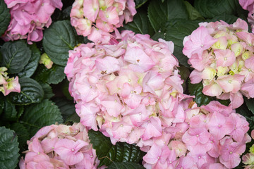 Pink Hydrangea Flower in Garden on Wide Angle View. Natural Hydrangea Flower or Hydrangea bouquet with green leaves background