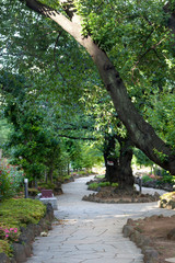 播磨坂（文京区小石川）