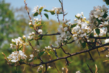 Flowering branch of pear. blooming spring garden. Flowers pear close-up.