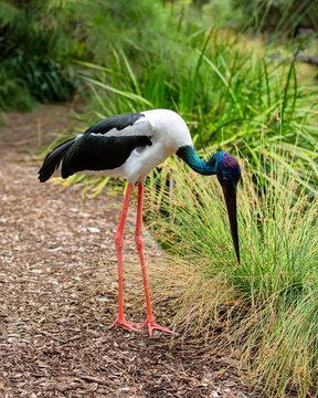 Australian Pied Heron Wetlands Bird