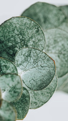 Eucalyptus round leaves mobile wallpaper