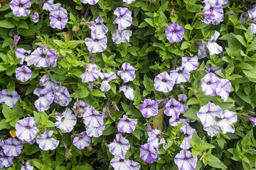 Obraz premium Purple or Violet Petunia Flower on Wide Angle View on Vertical Garden. Natural Petunia Flower or Petunia bouquet with green leaves background