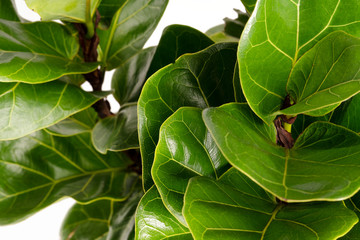 Close up of a Fiddle-leaf fig plant on white background