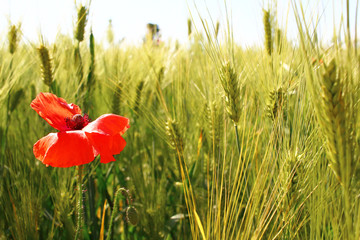 
Beautiful flowers in the Korean field