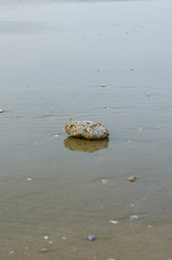 Stone On The Sand Beach and Sea Water for Natural Background.
