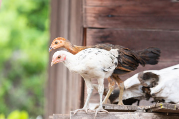 2 chicks are looking for food