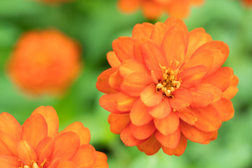 Chrysanthemum Flower are blooming in the park In the morning