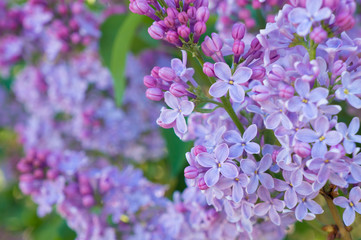 blooming lilac (Syringa vulgaris L.) purple and pink flowers close-up