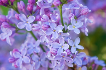 blooming lilac (Syringa vulgaris L.) purple and pink flowers close-up 