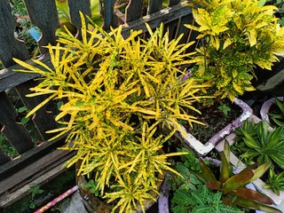 colorful croton ornamental plants © adehan