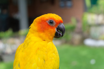 Sun conure bird with golden yellow feathers and orange face