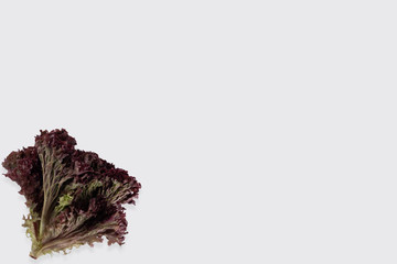 bunch of fresh lollo rosso lettuce on a white background close-up