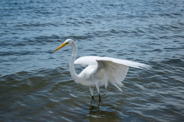 great white heron