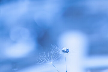 宝石のような水滴を蓄えたたんぽぽの綿毛