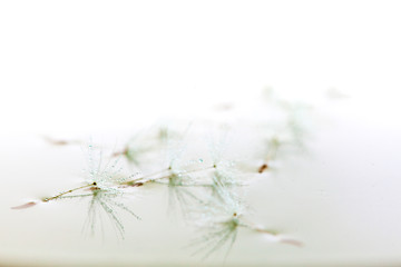 水に浮かぶたんぽぽの種子