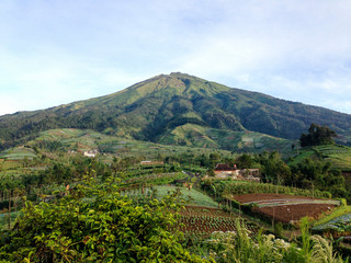 Naklejka premium tea plantation in indonesia