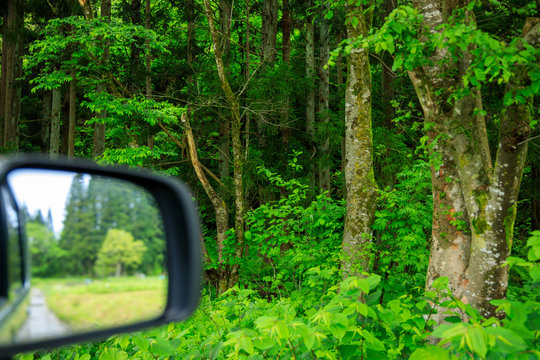 森林の中をドライブ　イメージ