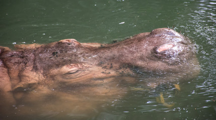 Fototapeta premium Submerged Head of a Hippo