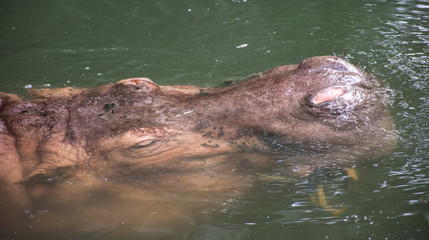 Submerged Head of a Hippo