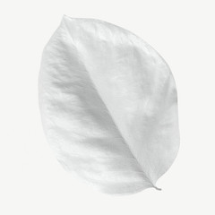 Dry bleached white leaf isolated on background mockup