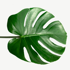 Monstera delicosa plant leaf on a white background mockup