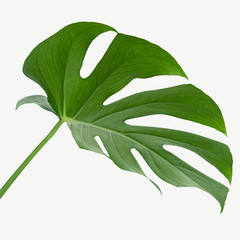 Monstera delicosa plant leaf on a white background mockup © rawpixel.com