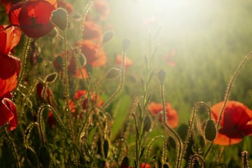 Poppies flowers.Summer wildflowers in the rays of the bright sun. red flowers in green grass. Summer season wallpaper.Floral bright summer background.Flower field sunny evening 