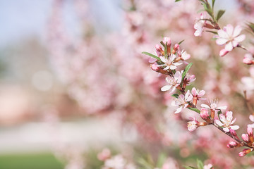 Blossoming branch pink almond tree. Bright colorful spring flowers. Bright colorful spring flowers