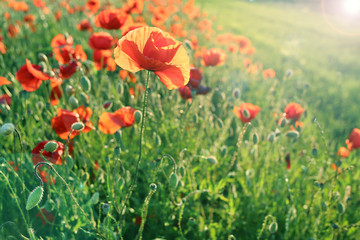 Naklejka premium Poppies flowers.Summer wildflowers in the rays of the bright sun. red flowers in green grass. Summer season wallpaper.Floral summer background.Flower field sunny evening 