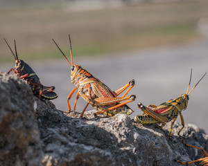 grasshopper on the ground