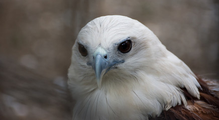 Philippine Hawk Eagle Portrait Close-up