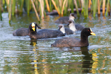 A GROUP OF DUCKS SWIMMING AMONG JUNCOS