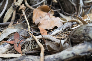 THE AUTUMN BRANDS
