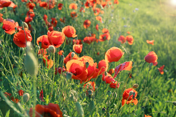 Poppies flowers.Summer wildflowers in the rays of the bright sun. red flowers in green grass....