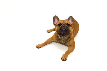 dog French Bulldog breed sitting on a white background isolate, the concept of the content and care of pets, veterinarian and dog handler