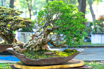 Bonsai and Penjing miniature in a tray in the shape of the stem is shaped create beautiful art in...