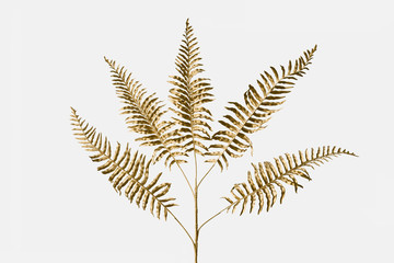 Golden leatherleaf fern plant on an off white background