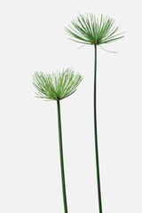 Papyrus plant on an off white background