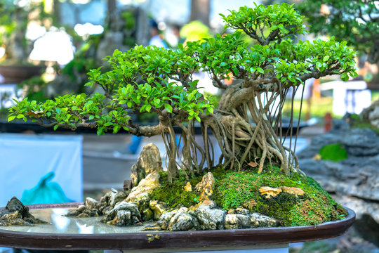 Bonsai and Penjing miniature in a tray in the shape of the stem is shaped create beautiful art in nature.