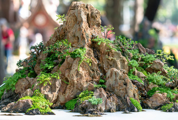 Penjing miniature in a tray in the shape of the stem is shaped create beautiful art in nature.